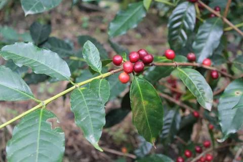 Typica Variety